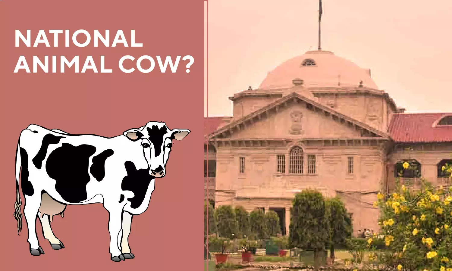 Jab Gaaye Ka Kalyaan Hoga, Tabhi Desh Ka Kalyaan Hoga, Cow Should Be Declared A National Animal - Allahabad High Court Jab Gaaye Ka Kalyaan Hoga, Tabhi Desh Ka Kalyaan Hoga, Cow Should Be Declared A National Animal - Allahabad High Court