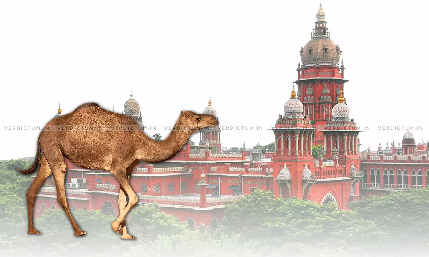 Take All Measures To Stop Illegal Trafficking And Slaughtering Of Camels: Madras HC Take All Measures To Stop Illegal Trafficking And Slaughtering Of Camels: Madras HC