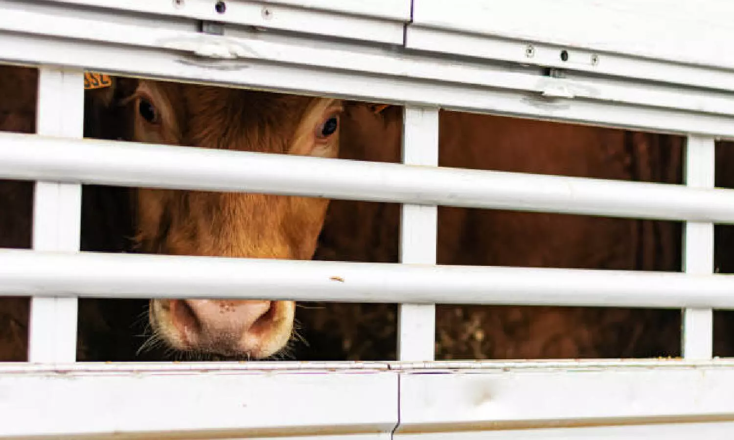 Indo-Bangladesh Cattle Smuggling: Delhi Court Rejects Bail Plea Of Ex-BSF Commandant