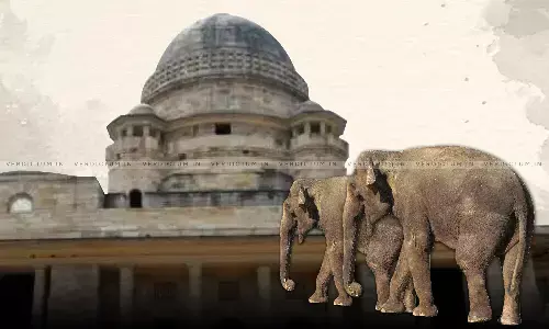 Would Result In Harming Biodiversity - Bombay HC Takes Suo-Moto Cognizance Of Mahas Decision To Shift Wild Elephants To Zoo