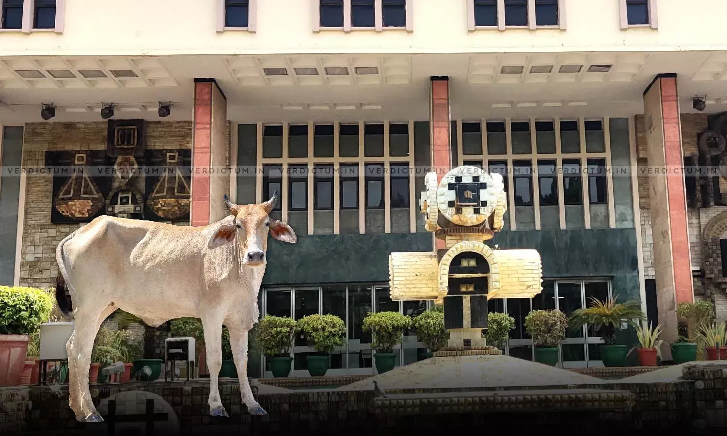 Cow Slaughter: Delhi HC Seeks Centres & Delhi Govts Response On Plea Seeking Separate Cow Protection Cell Cow Slaughter: Delhi HC Seeks Centres & Delhi Govts Response On Plea Seeking Separate Cow Protection Cell