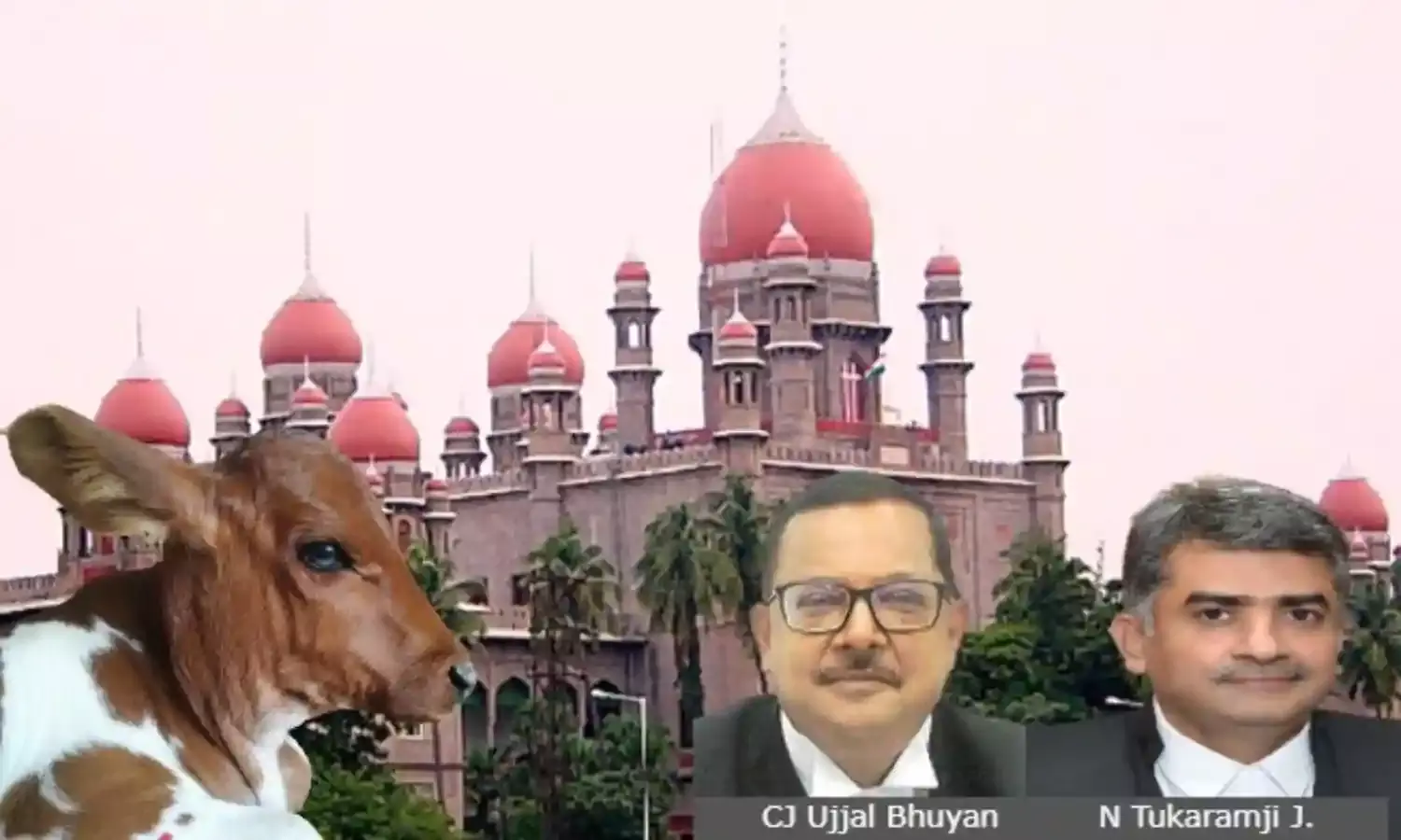Telangana High Court Directs State To Ensure That No Illegal Cow Slaughter Happens On Bakrid Telangana High Court Directs State To Ensure That No Illegal Cow Slaughter Happens On Bakrid
