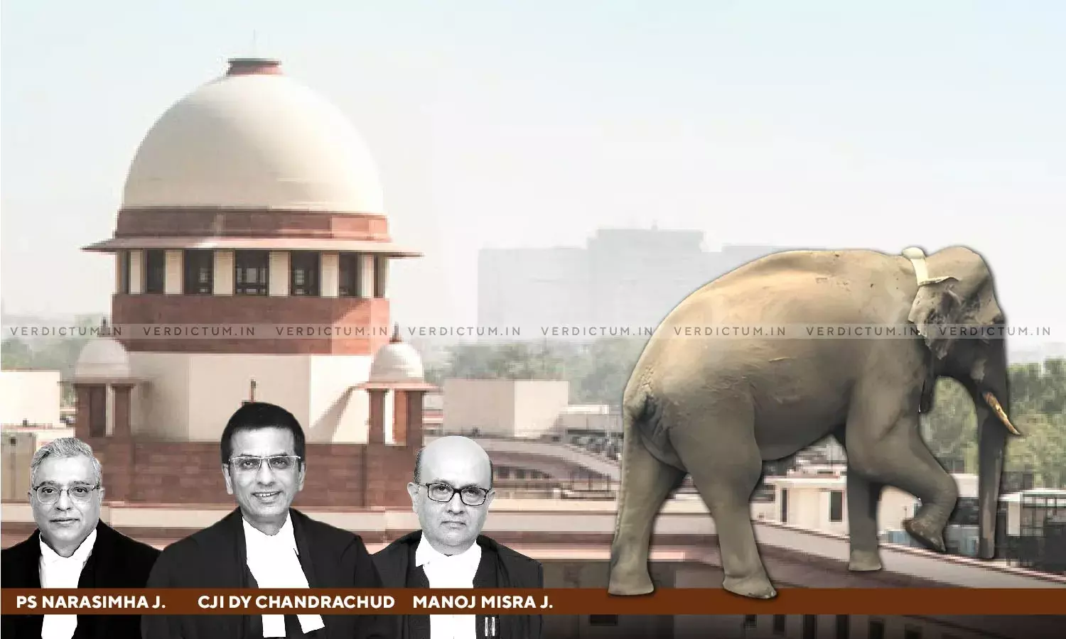 We Are Not Going To Start Monitoring Tuskers From Here: SC While Dismissing PIL Against Translocation Of Kerala Elephant Arikomban We Are Not Going To Start Monitoring Tuskers From Here: SC While Dismissing PIL Against Translocation Of Kerala Elephant Arikomban