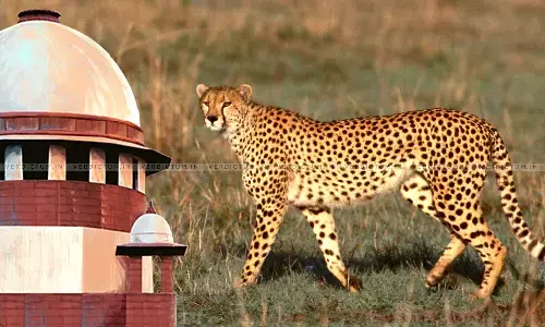 No Reason To Disbelieve Centre On Measures Being Taken To Curb Cheetah Deaths: Supreme Court