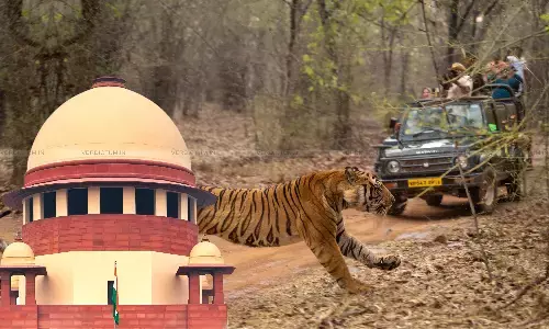 Supreme Court, Tiger Safari