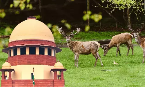 Supreme Court, Deer Park