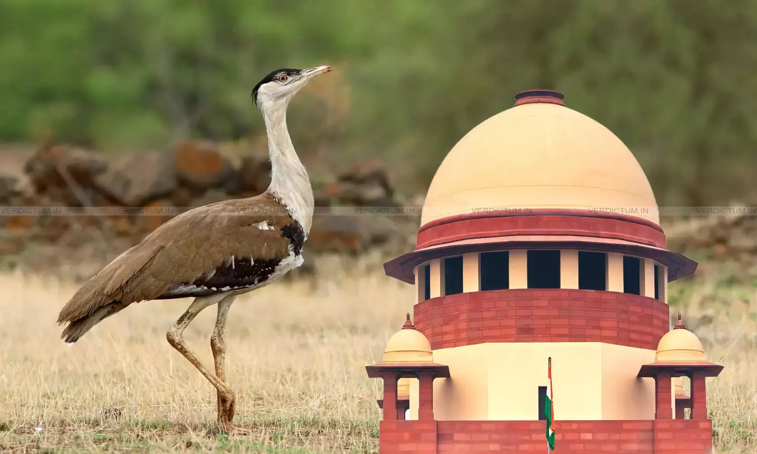 Supreme Court, Great Indian Bustard bird