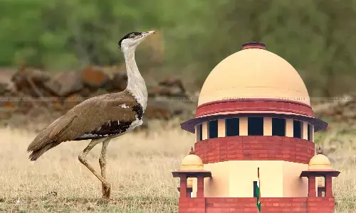 Supreme Court, Great Indian Bustard bird