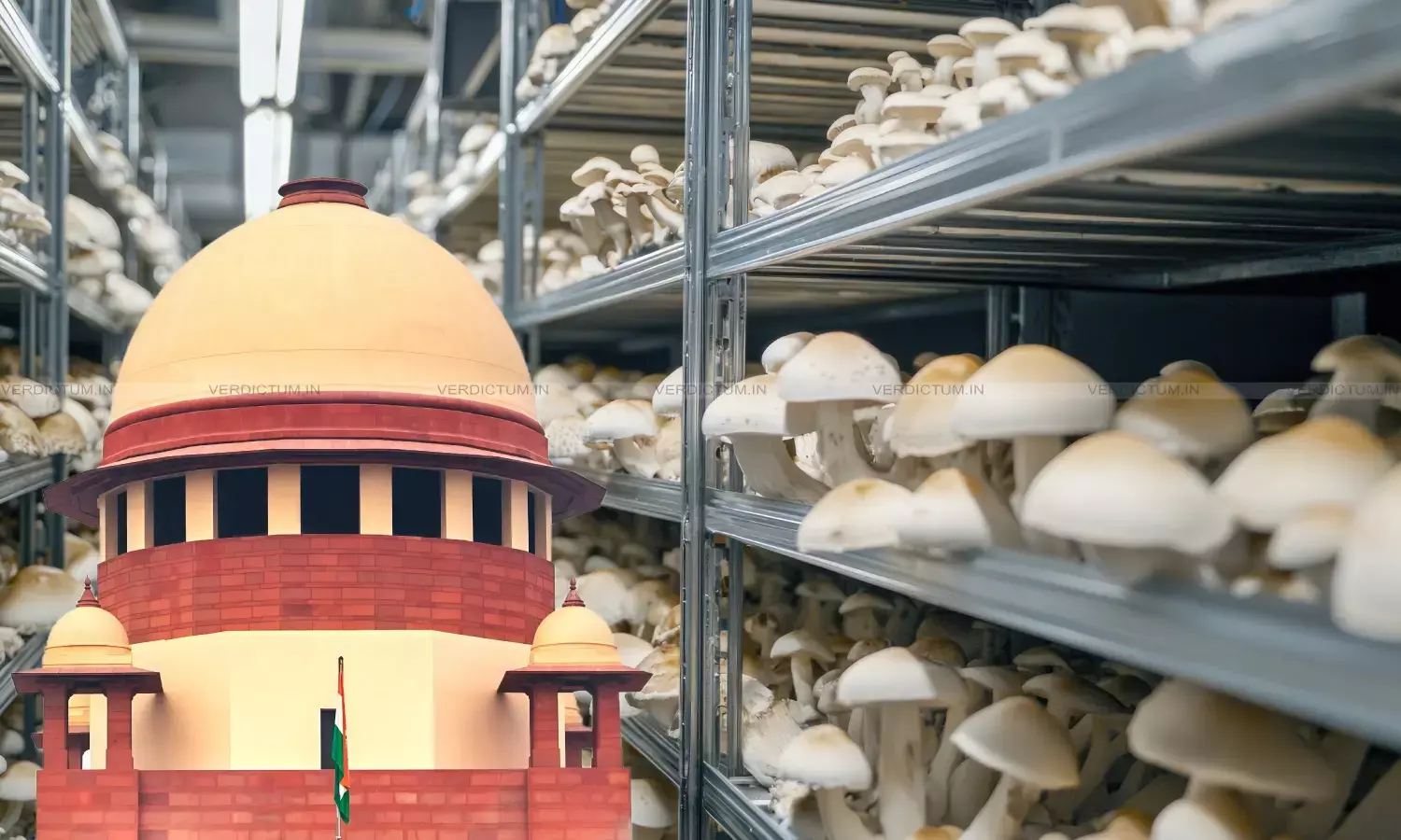 Supreme Court, Aluminium shelves for mushroom growing
