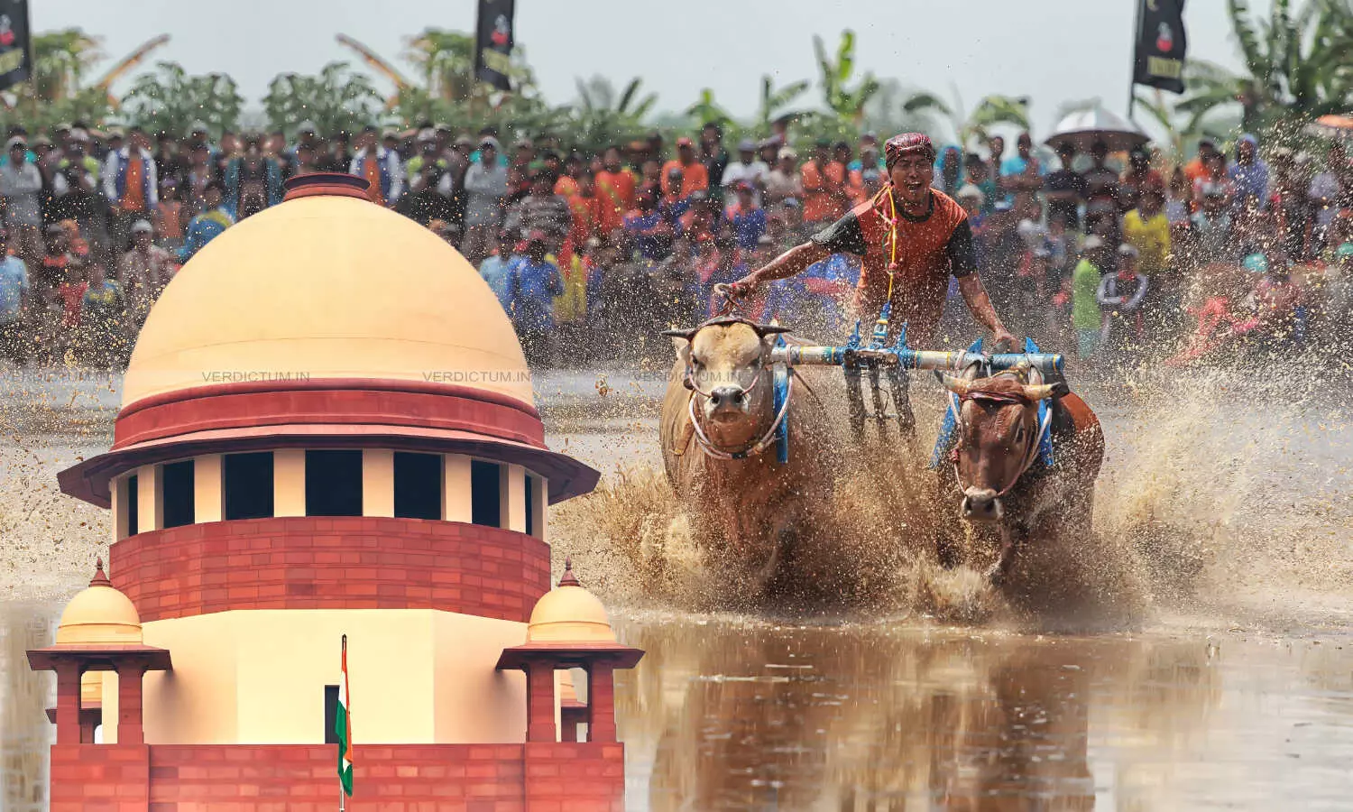 Let People From Other Parts Be Familiarised With Culture: Supreme Court Dismisses Plea Challenging Kambala Outside Two Districts Of Karnataka